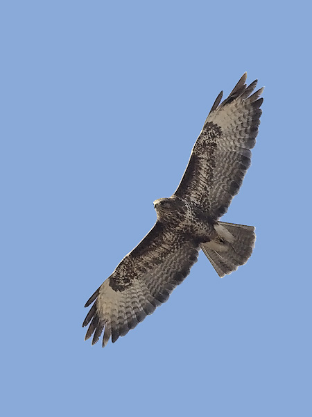 Hiirihaukka, Common Buzzard, Buteo buteo